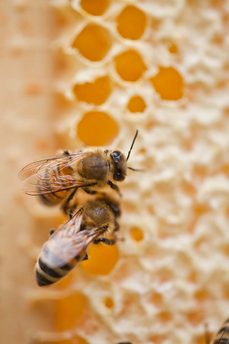 WEB_BeaverValley_Bees_452.jpg